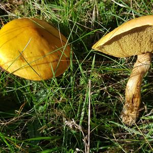 Larch Suillus