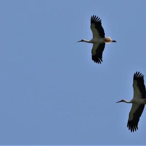 White Stork