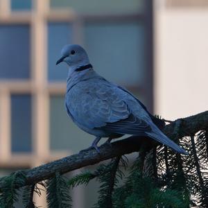 Eurasian Collared-dove