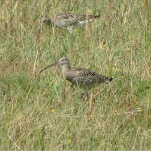 Eurasian Curlew