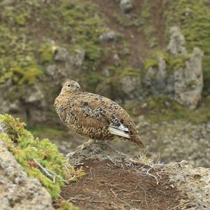 White-tailed Ptarmigan