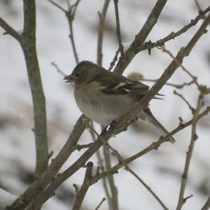 Eurasian Chaffinch