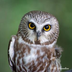 Northern Saw-whet Owl