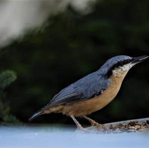 Wood Nuthatch