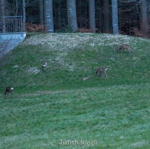 European Roe Deer