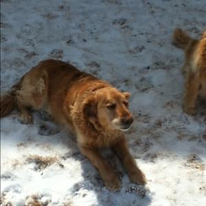 Retriever (Golden)