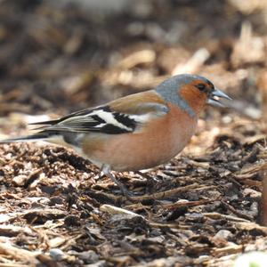 Eurasian Chaffinch