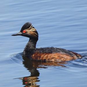 Black-necked Grebe