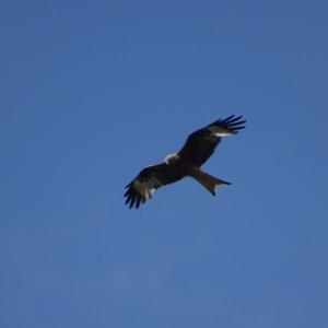 Red Kite