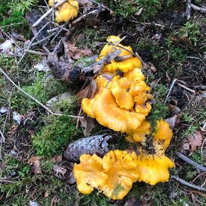 Chanterelle, Common