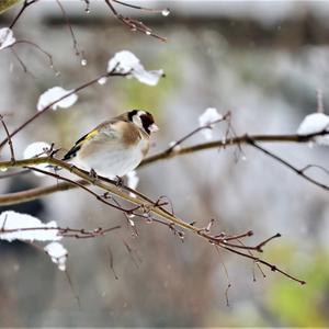 European Goldfinch