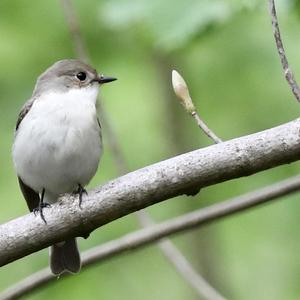 European Pied Flycatcher