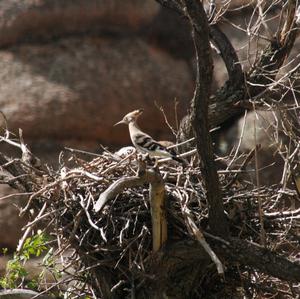 Eurasian Hoopoe