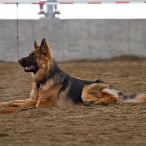 German Shepherd