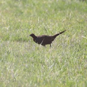 Common Pheasant