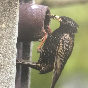 Common Starling