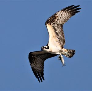 Osprey