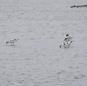 Pied Avocet