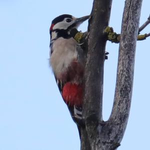 Great Spotted Woodpecker