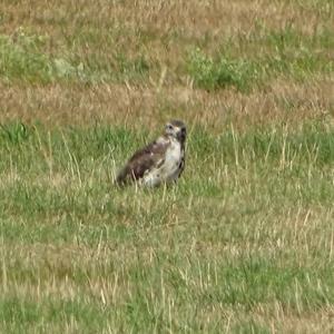 Common Buzzard