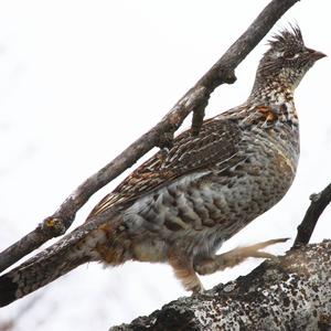 Ruffed Grouse