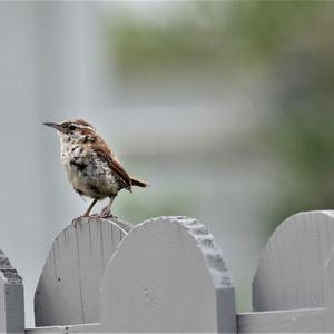 Carolina Wren