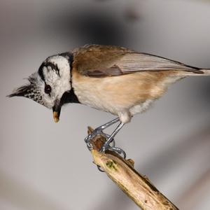 Crested Tit