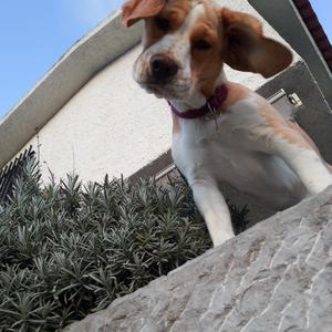 Beagle