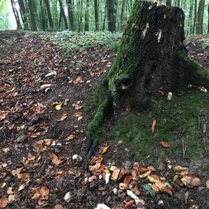 Stinkhorn, Common