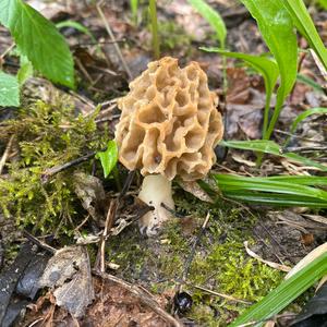 Yellow Morel