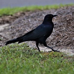 Common Grackle