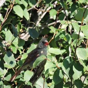 Northern Cardinal