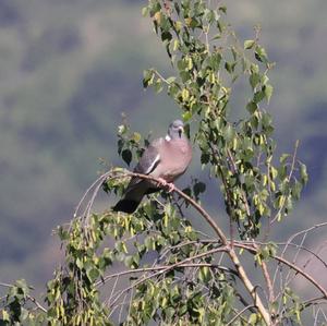 Common Wood-pigeon