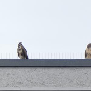 Common Buzzard