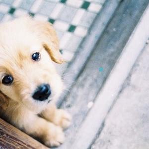 Retriever (Golden)