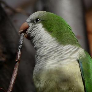 Monk Parakeet