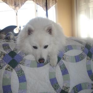 American Eskimo Dog