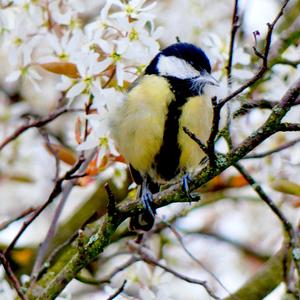 Great Tit