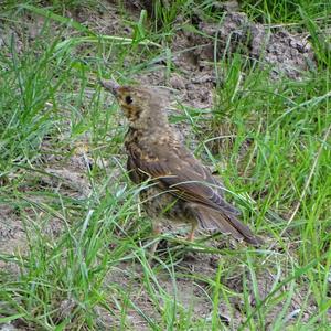 Eurasian Blackbird