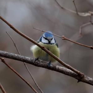 Blue Tit