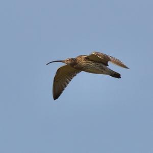 Eurasian Curlew