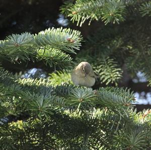 Common Chiffchaff