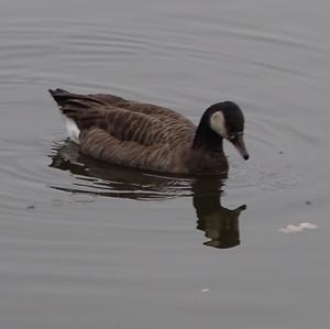 Barnacle Goose