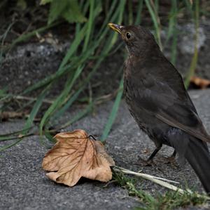 Eurasian Blackbird