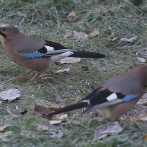 Eurasian Jay