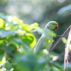 Rose-ringed Parakeet