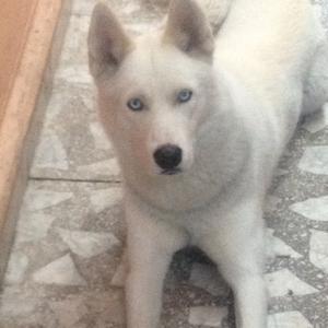 Siberian Husky