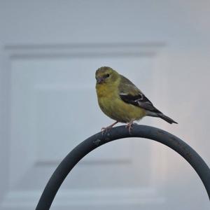 American Goldfinch