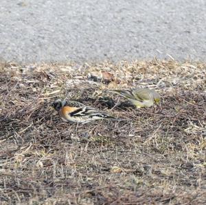 Brambling