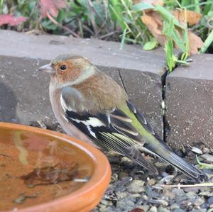 Eurasian Chaffinch